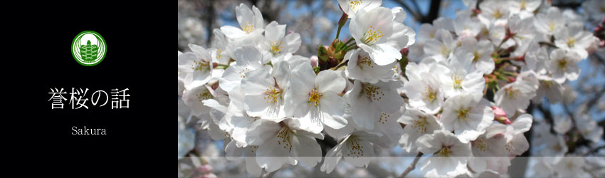誉桜の話
Sakura